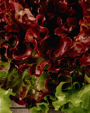 Schnittsalat Early Italian Cut Samen (Lactuca sativa) – Gemüse
