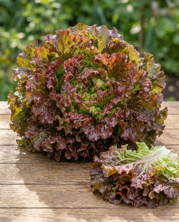 Schnittsalat Early Italian Cut (Lactuca sativa) – Gemüsesamen von SeedsChoice