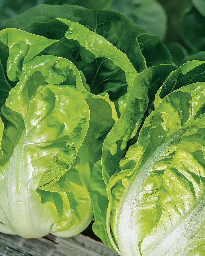 Lettuce Romaine Blonde Heat Tolerant seeds (Lactuca sativa) – vegetable