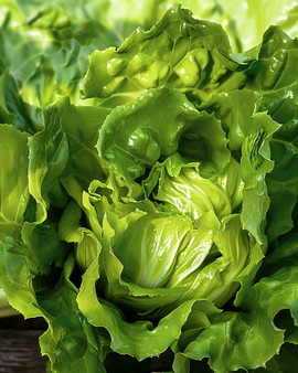 Ice Queen Salatsamen Lactuca Sativa Eisbergtyp späte Sorte