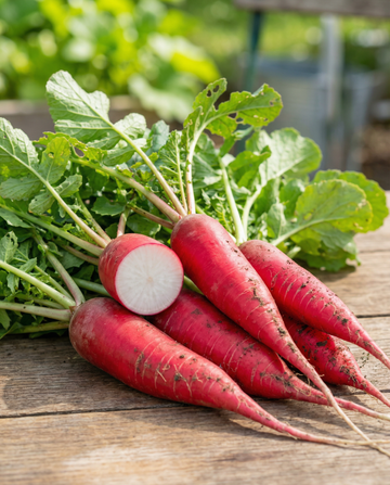 Radieschen Candela Di Fuoco (Raphanus sativus) – Gemüsesamen von SeedsChoice