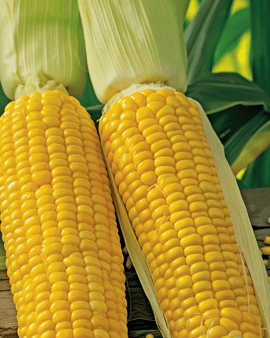 Sweet Corn Seeds Zea Mays Annual Variety Dolce Medium Early