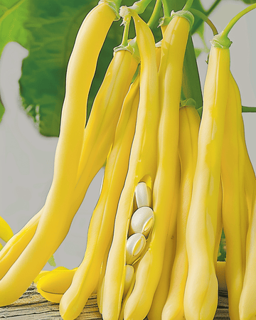 Buschbohne Berggold Early Samen (Phaseolus vulgaris) – Gemüse