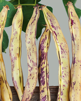 Dwarf French Bean Seeds Merveille De Piemonte Phaseolus Vulgaris Annual