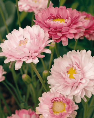 Double Mixed Samen (Helipterum roseum) – einjährige Blume