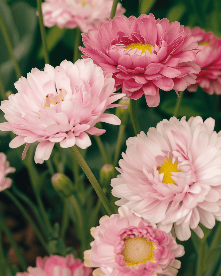 Double Mixed Samen (Helipterum roseum) – einjährige Blume