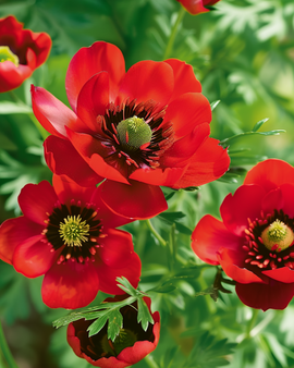 Pheasant's Eye Seeds Adonis Aestivalis Annual Flower Red Blooms