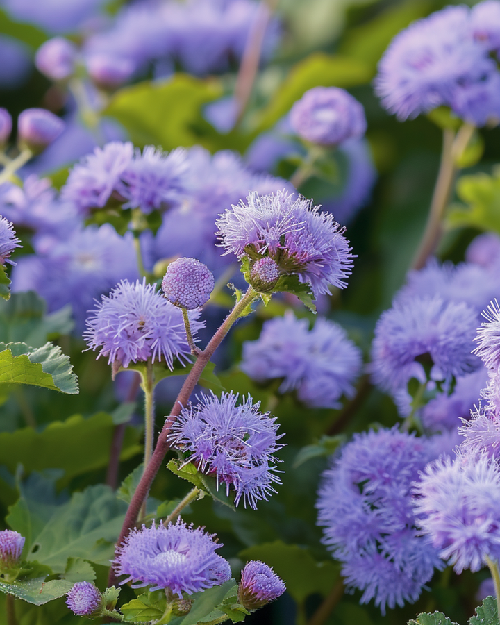 Leberbalsam Blue Mink Samen (Ageratum houstonianum) – einjährige Blume