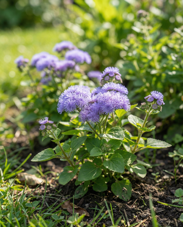 Leberbalsam Blue Mink (Ageratum houstonianum) – einjährige Blumensamen von SeedsChoice