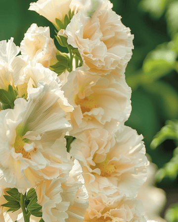 Stockrose Majorette Champagne Samen (Alcea rosea) – einjährig