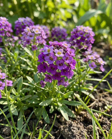 Steinkraut Royal Carpet (Lobularia maritima) – einjährige Samen von SeedsChoice