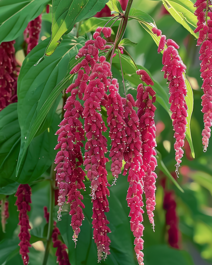 Love Lies Bleeding seeds (Amaranthus caudatus) – annual flower