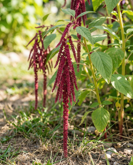 Love Lies Bleeding (Amaranthus caudatus) – annual flower seeds from SeedsChoice