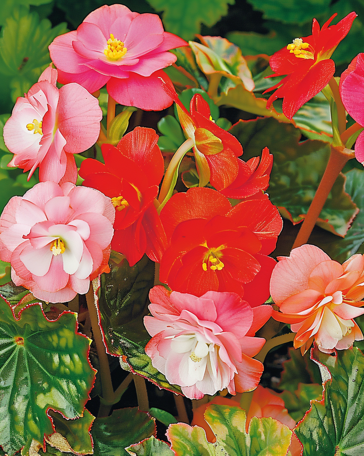 Mixed Samen (Begonia semperflorens) – einjährige Sortenmischung