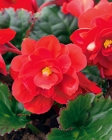 Red Comet Samen (Begonia semperflorens) – einjährig
