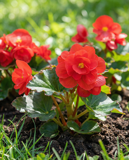Red Comet (Begonia semperflorens) – einjährige Blumensamen von SeedsChoice