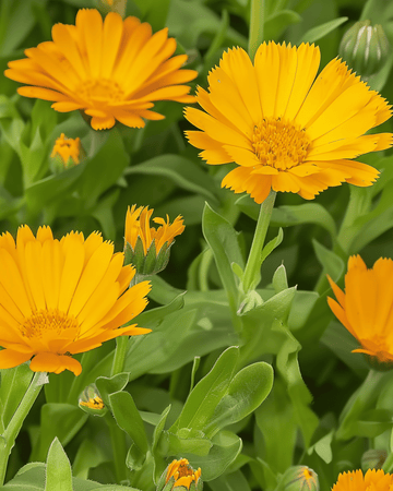 Marigold seeds (Calendula arvensis) – annual flower