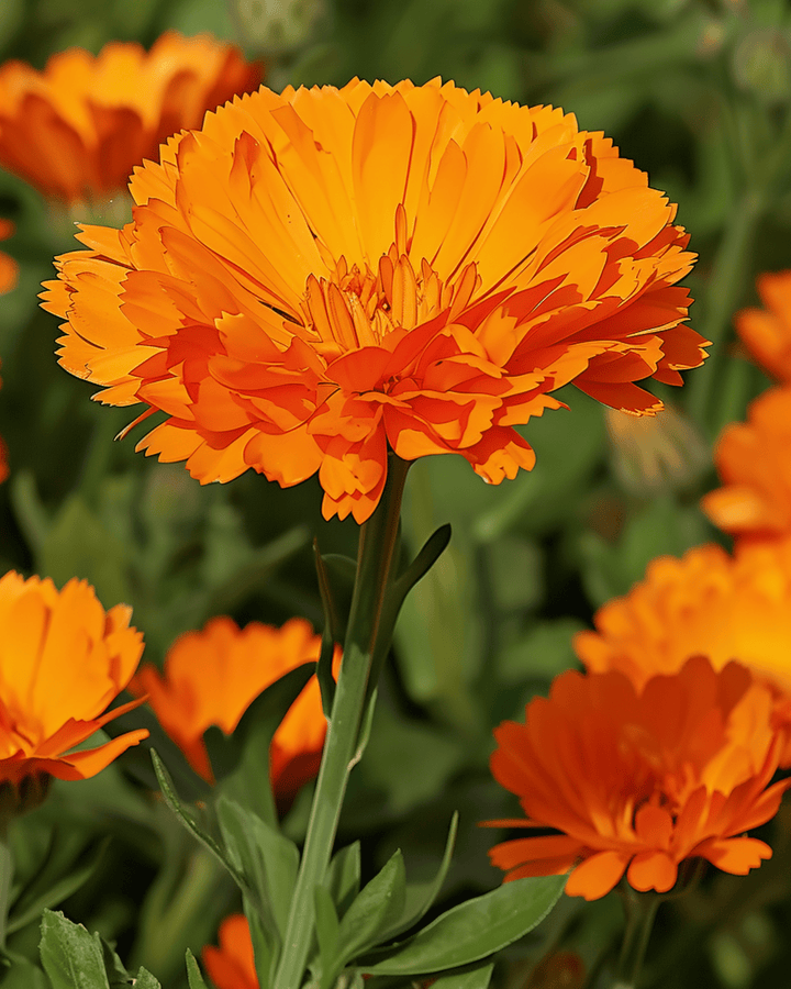 Pot Marigold Ball's Orange seeds (Calendula officinalis) – annual flower