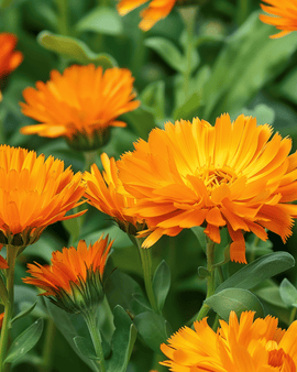 Pot Marigold Seeds Radio Orange Calendula Officinalis Annual