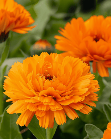 Ringelblume Orange King Samen (Calendula officinalis) – einjährige Blume