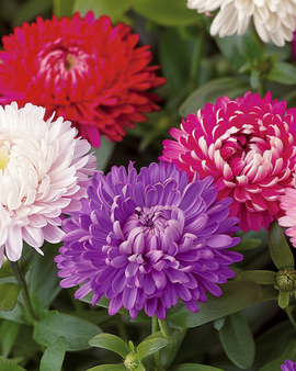Aster Dwarf Mixed Seeds Callistephus Chinensis Annual