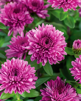 Summer Aster Seeds Bambina Carmine Callistephus Chinensis Annual