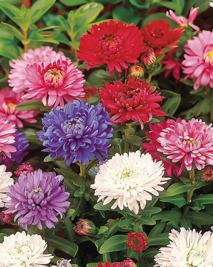 Aster Dwarf Waldersee Samen (Callistephus chinensis) – einjährig