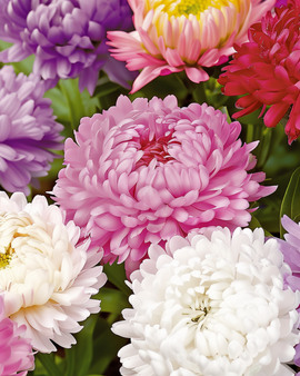 Aster Seeds Callistephus Chinensis Paeony Flowered Mixed Annual