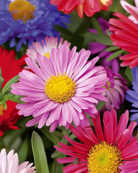 Aster Mixed Seeds Callistephus Chinensis Annual Single Flowered Mix