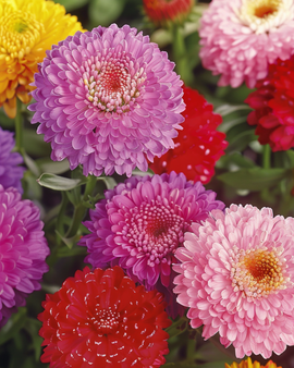 Aster Pompon Mixed Seeds Callistephus Chinensis Annual