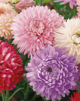 Aster Queen Of The Market Seeds Callistephus Chinensis Annual Mixed