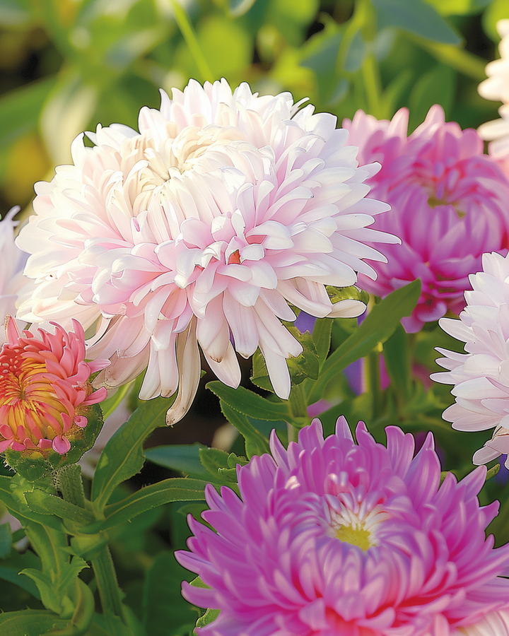 Aster Ostrich Feather Mixed Samen (Callistephus chinensis) – einjährige Mischung