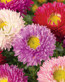 Aster Powderpuffs Mixed Seeds Callistephus Chinensis Annual