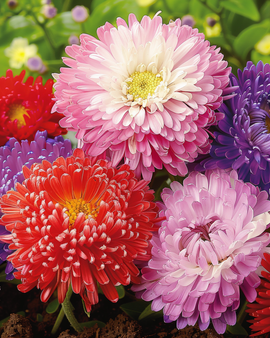 Aster Princesse Mixed Seeds Callistephus Chinensis Annual