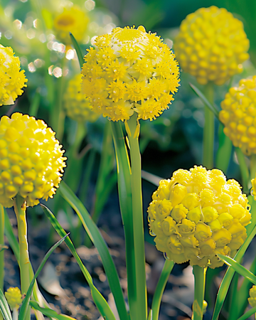 Pineapple seeds (Cephalophora aromatica) – annual flower