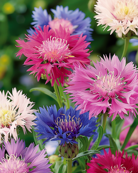 Sweet Sultan Seeds Centaurea Moschata Annual Mixed Colors