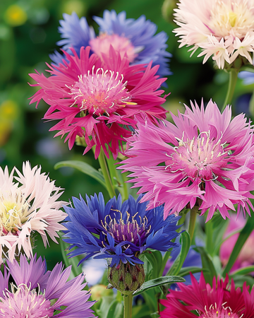 Moschuscentaurea Sweet Sultan Mixed Colors Samen (Centaurea moschata) – einjährige Sortenmischung