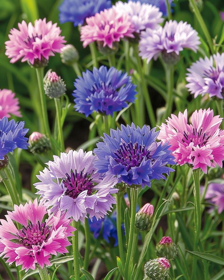 Kornblume Polka Dot Mix Samen (Centaurea cyanus) – einjährige Blume