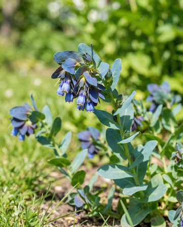 Wachsblume Pride Of Gibraltar (Cerinthe major) – einjährige Blumensamen von SeedsChoice