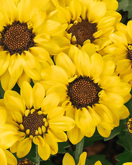Corn Marigold Seeds Eldorado Chrysanthemum Segetum Annual