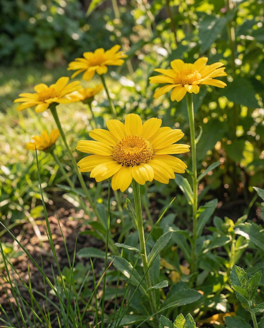 Wucherblume Eldorado (Chrysanthemum segetum) – einjährige Blumensamen von SeedsChoice