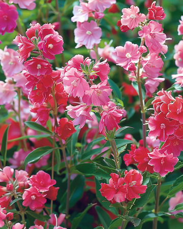 Double Flowered Mixed seeds (Clarkia unguiculata) – annual flower