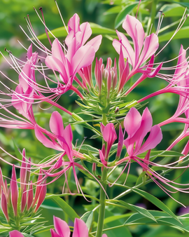 Spider Plant Rose Queen Seeds Cleome Hassleriana Annual Flower