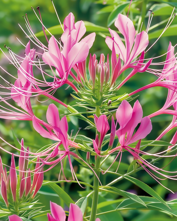 Spinnenblume Rose Queen Samen (Cleome hassleriana) – einjährige Blume