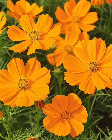 Sunset seeds (Cosmos sulphureus) – annual flower