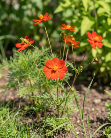 Sunset (Cosmos sulphureus) – annual flower seeds from SeedsChoice