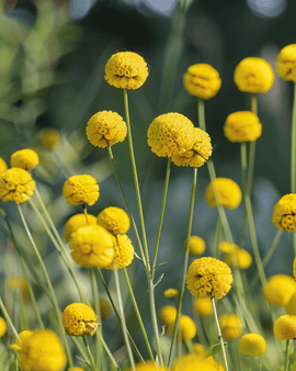 Drumstick Seeds Craspedia Globosa Annual Flower
