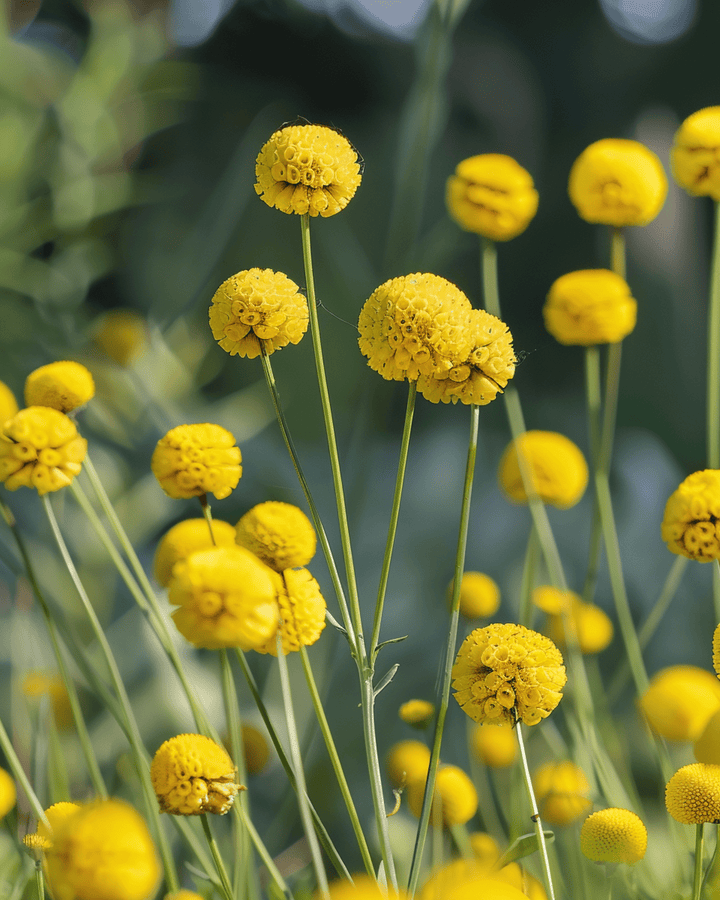 Drumstick Samen (Craspedia globosa) – einjährige Blume