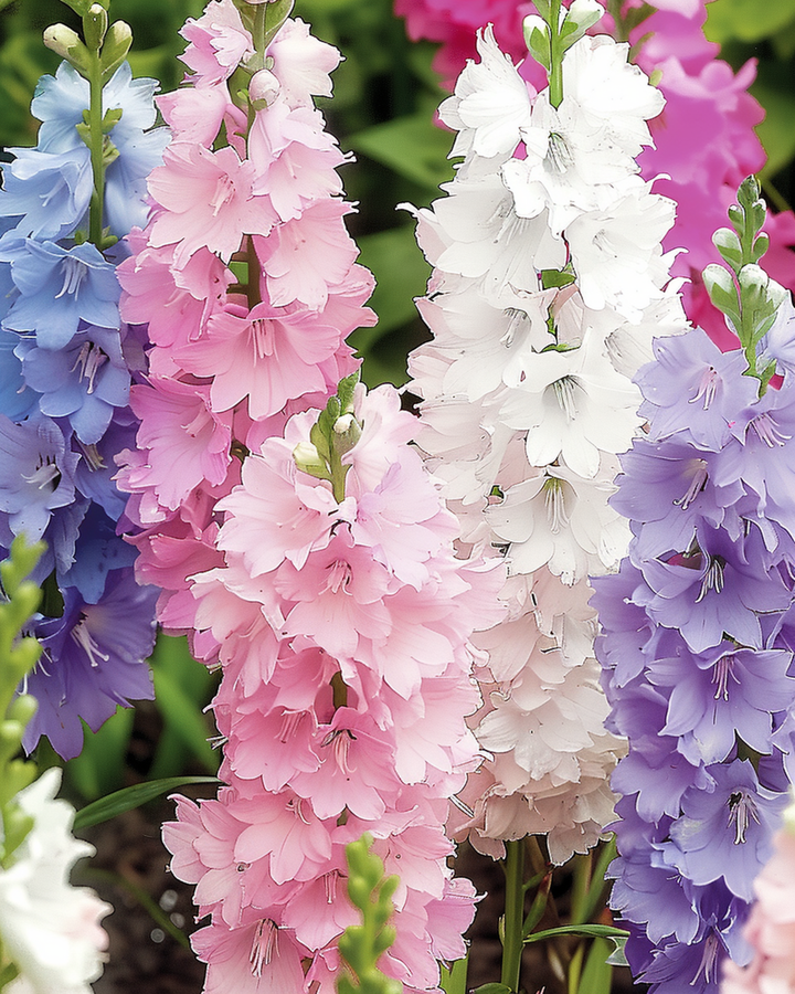 Larkspur Hyacinth Flowered Mixed seeds (Delphinium ajacis) – annual flower