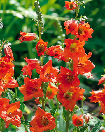 Rittersporn Fox Orange Red Samen (Delphinium nudicaule) – einjährig